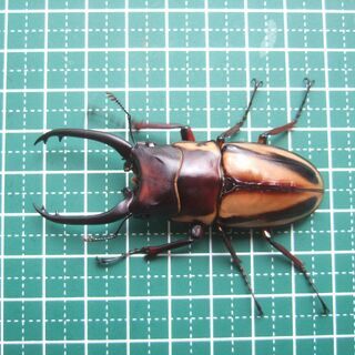 ファブリースノコギリクワガタ　タカクワイ