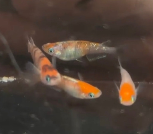 【凪メダカ】超〜お勧めメダカ　三色の卵
