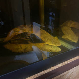 大型魚