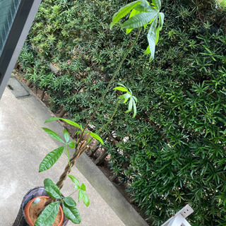 観葉植物　パキラ