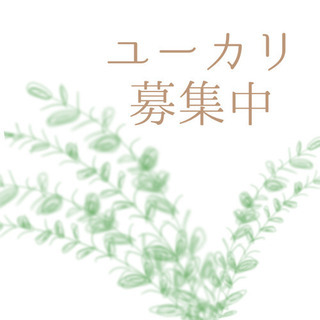 フレッシュ・ドライ　ユーカリ募集中