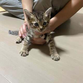 約一か月半の子猫