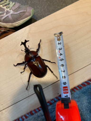 国産カブトムシ　オス　5匹