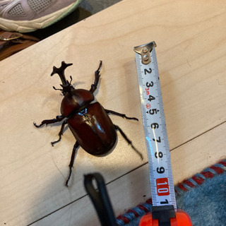 国産カブトムシ　オス　5匹