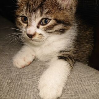 子猫兄弟の里親様募集！