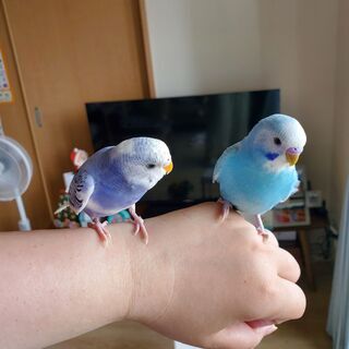 セキセイインコ２羽