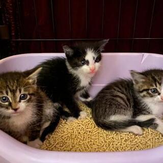 ３兄弟 の子猫