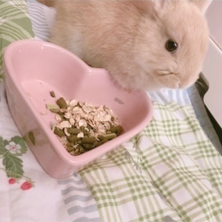 ネザーランドドワーフ　♂ 2歳