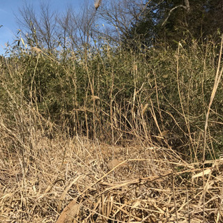 ご自宅や空き家　庭の草刈り承ります - 地元のお店