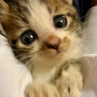 【2匹共終の住処決まりました🙇‍♀️】超甘えん坊💕タンクトップを...