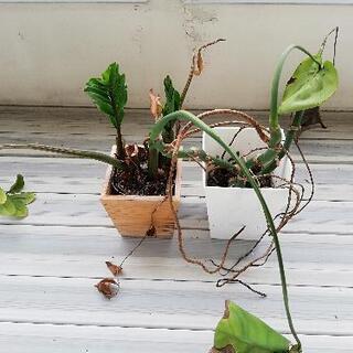 差し上げます！観葉植物