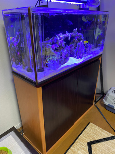 水槽セット！オーバーフロー！海水生体付き