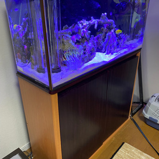 水槽セット！オーバーフロー！海水生体付き