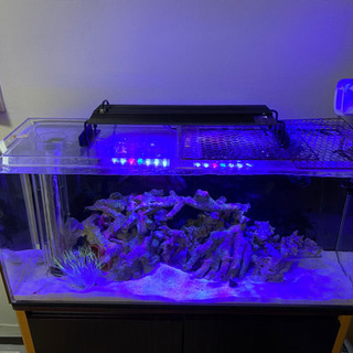 水槽セット！オーバーフロー！海水生体付きの画像