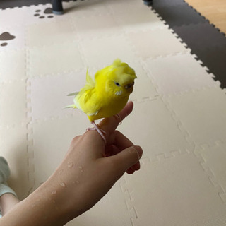 羽衣セキセイ