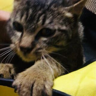 ■生後約４ヶ月■　◆キジトラ　プチ模様　おっとり人懐っこい甘えん坊の女の子◆　関東在住（東京、千葉、埼玉、栃木、群馬、茨城県）の方  - 里親募集