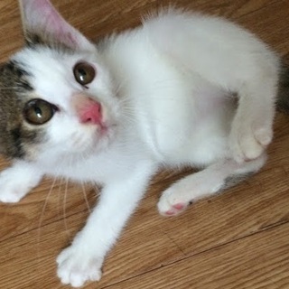 親とはぐれた男の子　2~3ヶ月　トビキジカギシッポ