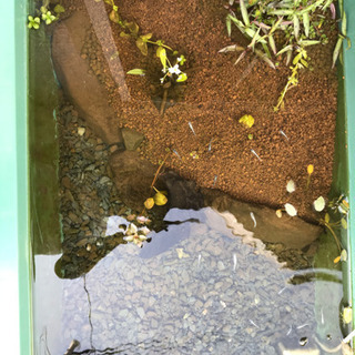 メダカ友達