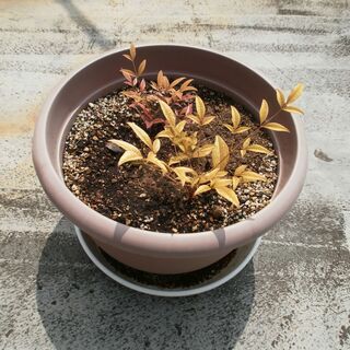 南天（赤、白）　お多福南天　沈丁花（赤、白）　苗　植木鉢の画像