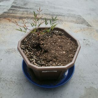 南天（赤、白）　お多福南天　沈丁花（赤、白）　苗　植木鉢の画像