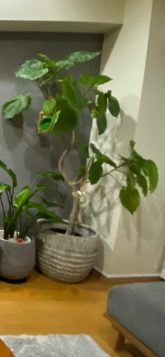 鉢カバー　大型観葉植物用