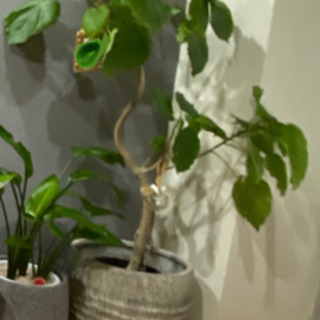 鉢カバー　大型観葉植物用　
