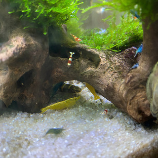 [熱帯魚] パンダシャークローチの画像