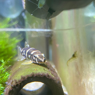 [熱帯魚] パンダシャークローチ