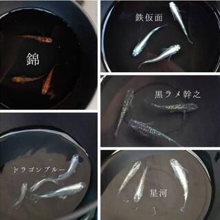 めだかの卵ミックス 50個+αの画像