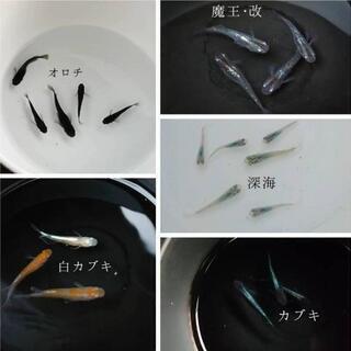 めだかの卵ミックス 50個+α