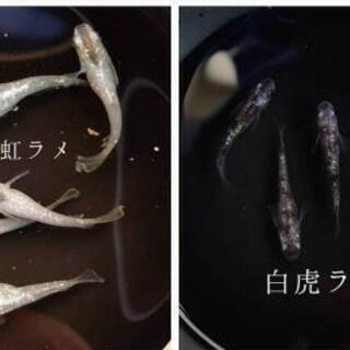 めだかの卵ミックス 50個+αの画像