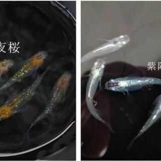 めだかの卵ミックス 50個+αの画像