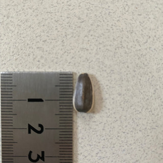 ハムスターのひまわりの種の画像