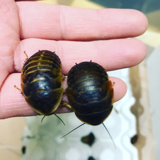 デュビア