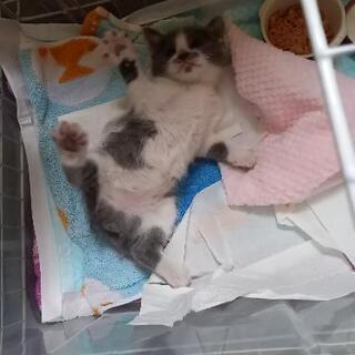 仙台市内で子猫の里親募集してます。