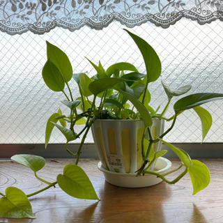 【観葉植物】ポトス(ライム)一鉢丸ごと！