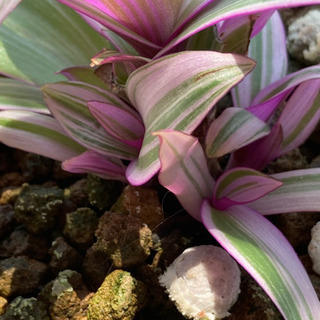 【植物】ムラサキオモト☆小さめ鉢ごとお譲り！