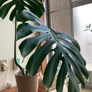 【観葉植物】大きめ！モンステラ8号鉢！