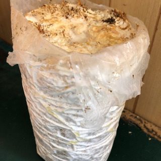 ヒラタケの廃菌床差し上げますの画像