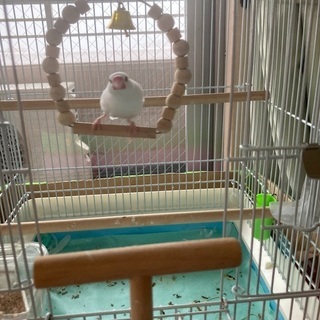大阪府箕面市で脱走した白文鳥を探しています