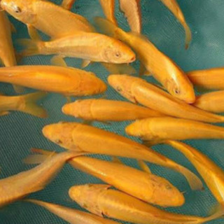 ※🐟錦鯉（ニシキゴイ）からし 白無地系 20cm前後【生体】