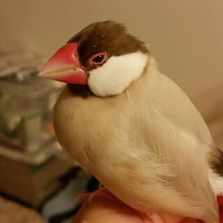 ★シナモン文鳥を探しています★
