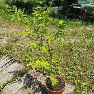 山椒の植木
