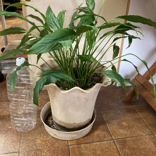 スパティフィラム鉢植え