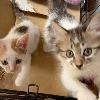 決まりました　里親募集　2ヵ月子猫2匹