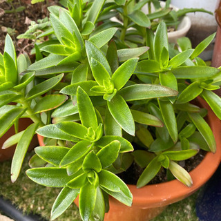 多肉植物　火祭り　10センチ程度のカット苗1本〜