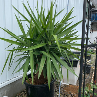 観葉植物　ユッカ