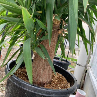 観葉植物　ユッカの画像
