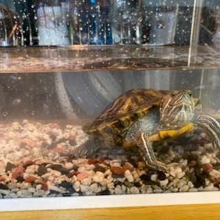 ミドリガメの里親探しています。