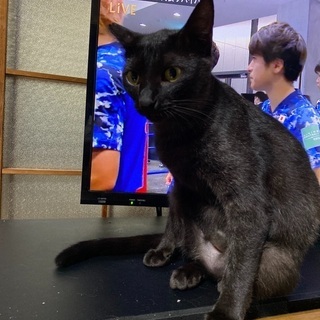 里親をさがしています。